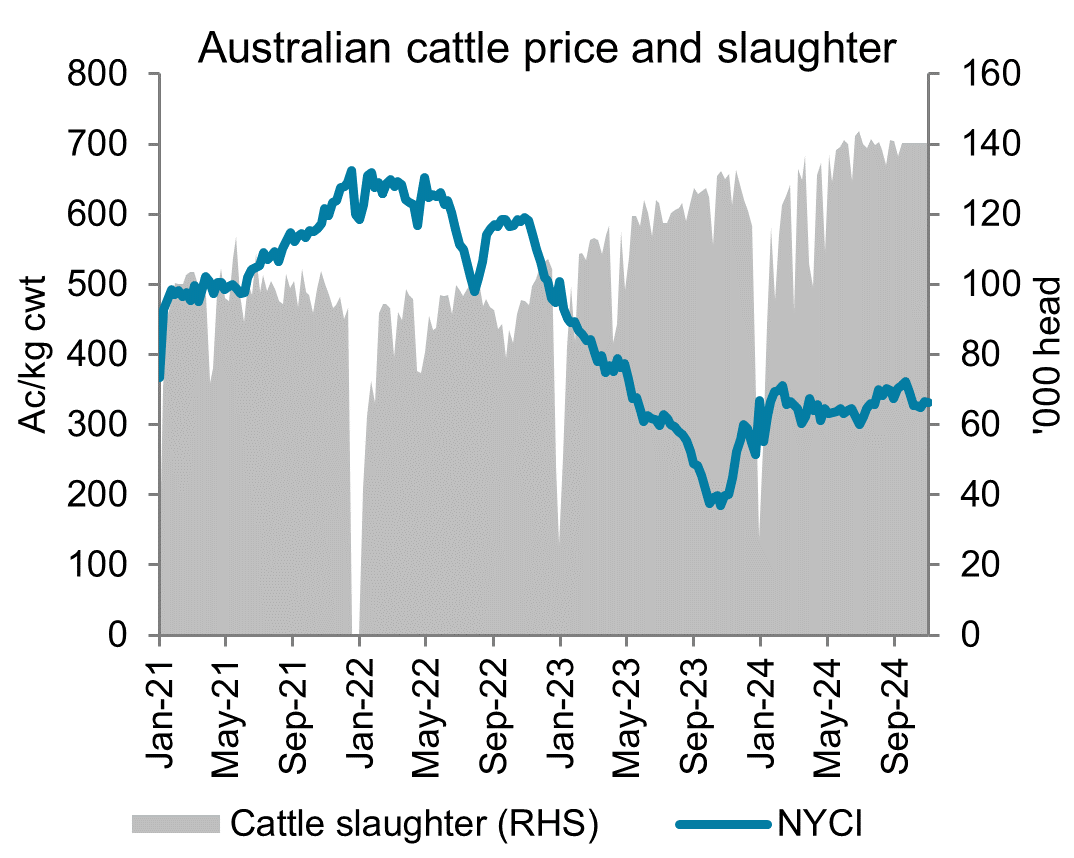 A graph showing the National Young Cattle Indicator and Australian weekly slaughter since January 2021. Cattle prices have improved since June but remain below average. Prices are also strongly up from the lows of September 2023. Weekly slaughter has stabilised at around 140,000 head after trending higher over the previous 2 years.